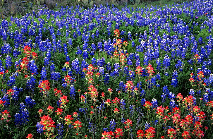 Field Of Texas Paintbrush And Bluebonnets..., Nature, Landscape, HD wallpaper