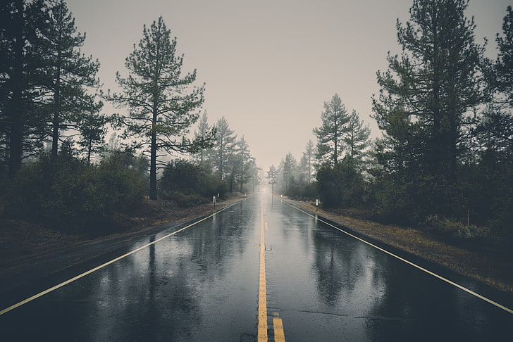 black asphalt road, nature, trees, reflection, wet, rain, landscape