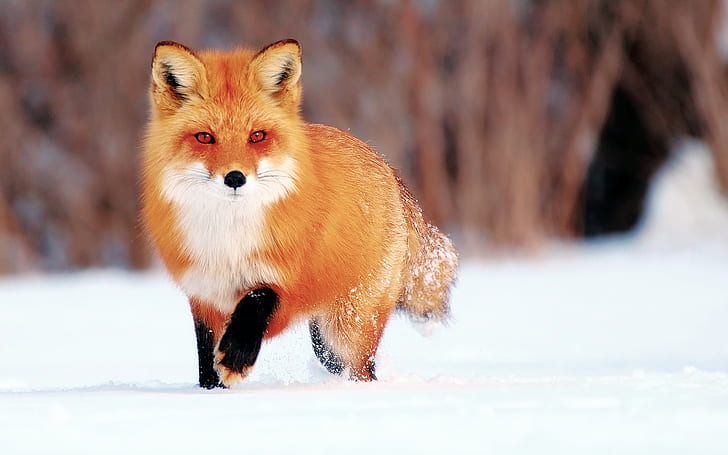 Winter snow, little fox, HD wallpaper