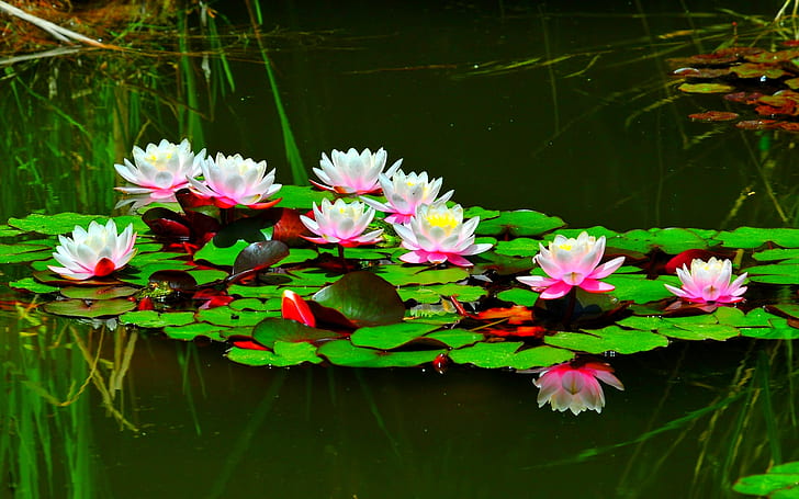 Water lily 1080P, 2K, 4K, 5K HD wallpapers free download | Wallpaper Flare