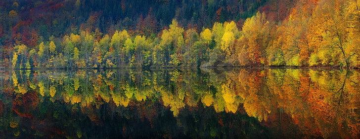 green and yellow pine trees, panoramas, lake, reflection, nature, HD wallpaper