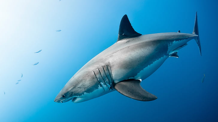 shark, great white shark, ocean, underwater, wildlife, marine biology, HD wallpaper