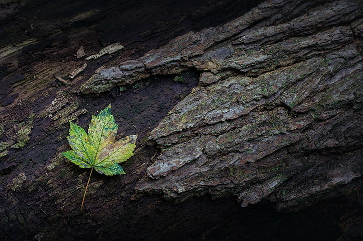 green and white leaf plant, nature, leaves, maple leaves, closeup
