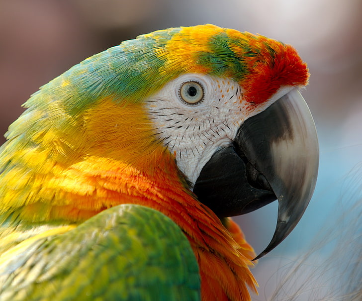 green and yellow parrot, macaw, beak, bird, animal, nature, wildlife