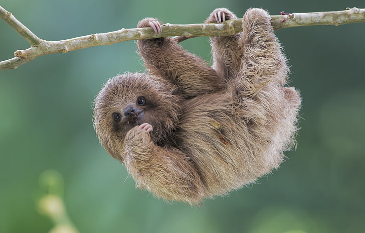 sloth background
