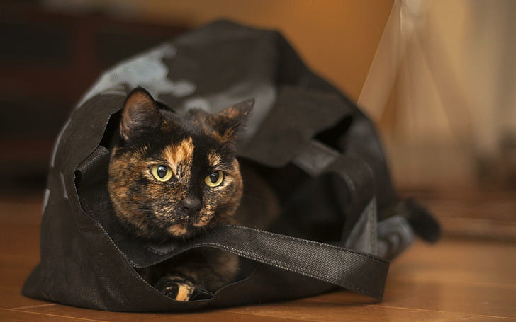 Cat in the bag, orange and black cat in leather bag, animals, HD wallpaper