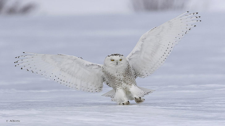 HD wallpaper: Snowy Owl, animal themes, flying, animal wildlife ...