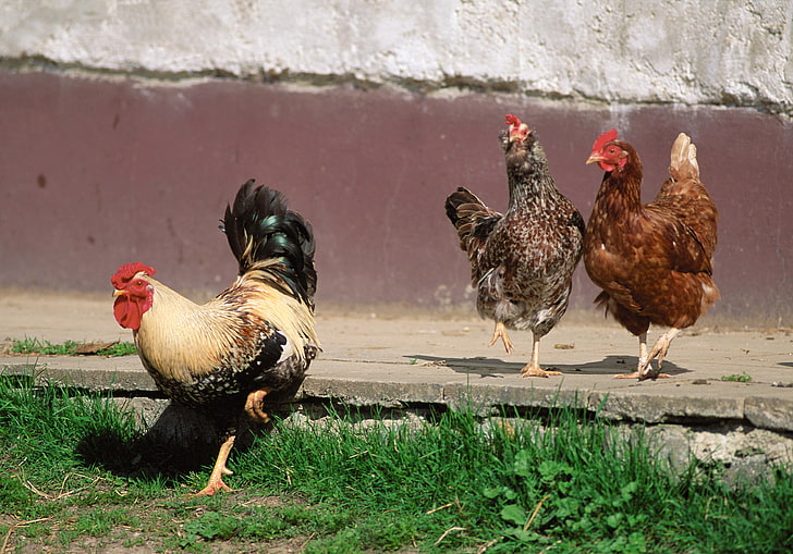three gray, brown, and white chickens, poultry, rooster, bird, HD wallpaper