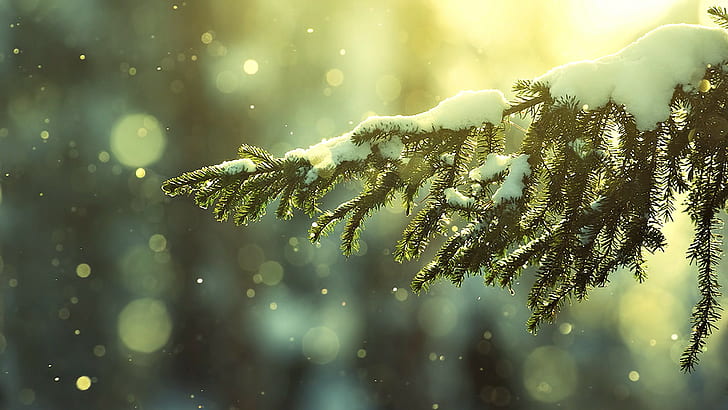 snow, depth of field, trees, snow flakes, winter, HD wallpaper