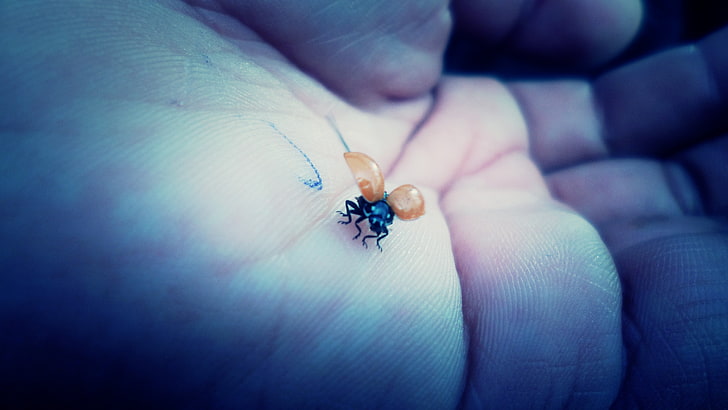 ladybugs, hands, macro, insect, closeup, human body part, human hand