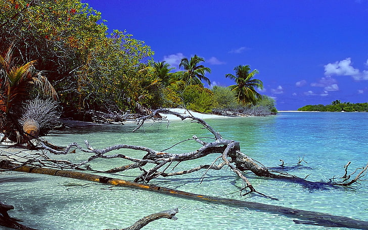 brown tree logs, nature, landscape, deserted Island, beach, trees