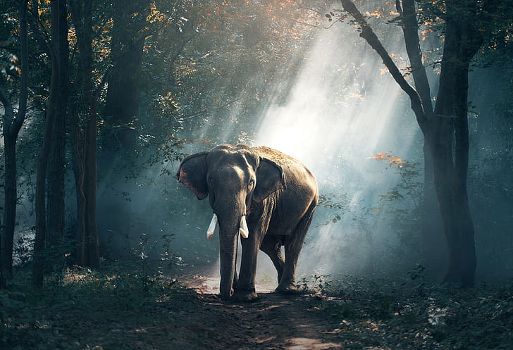 photography, elephant, tree, animal themes, forest, mammal, HD wallpaper