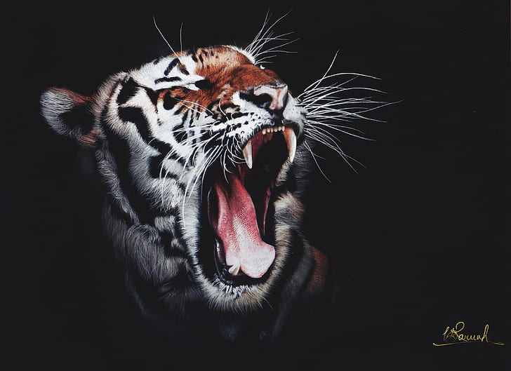 Roaring tiger hd 1080P, 2K, 4K, 5K HD wallpapers free download | Wallpaper  Flare