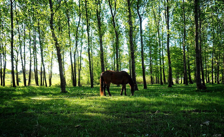 horse, nature, Uruguay, animals, trees, plant, land, mammal, HD wallpaper