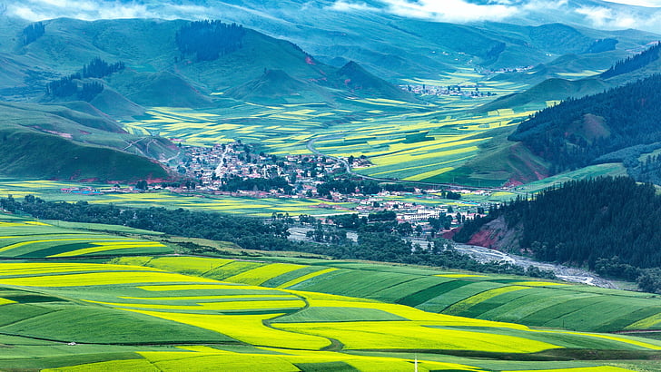 rape flowers, mountain, rape field, qinghai, china, asia, qilian mountains