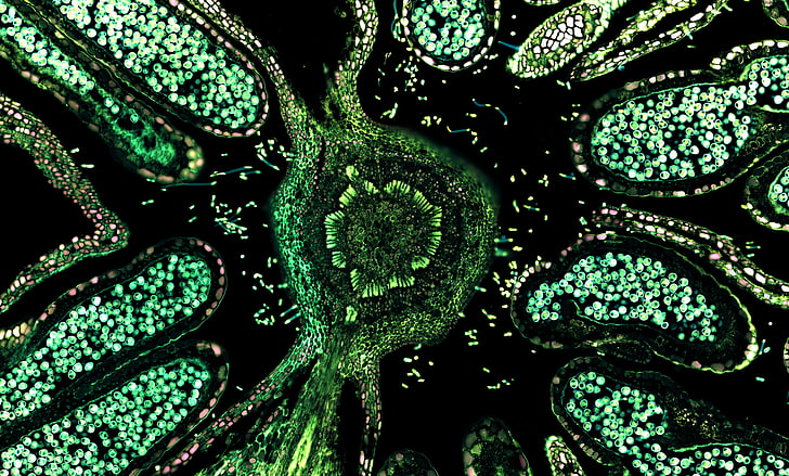trippy, cells, biology , green, science, no people, magnification, HD wallpaper