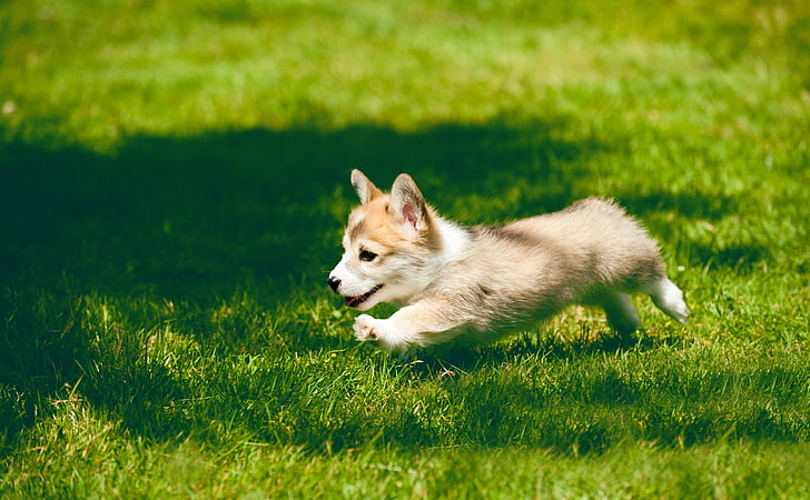 Pembroke Welsh Corgi Puppy Running, short-coated tan and white puppy