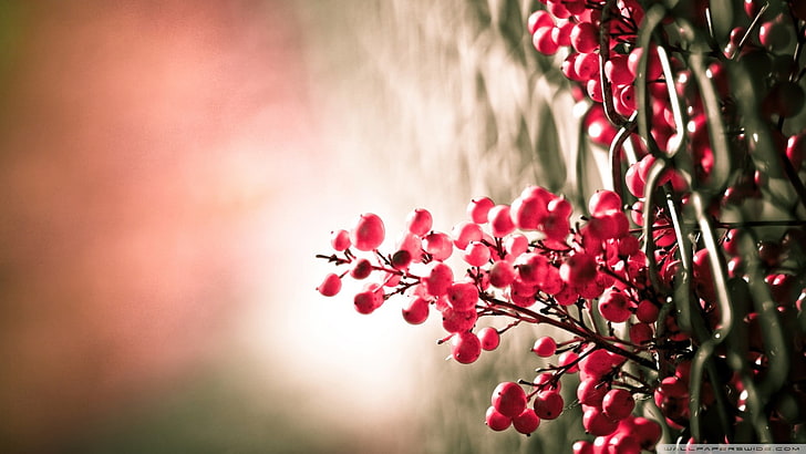 selective focus photography of red mistletoe, nature, berries