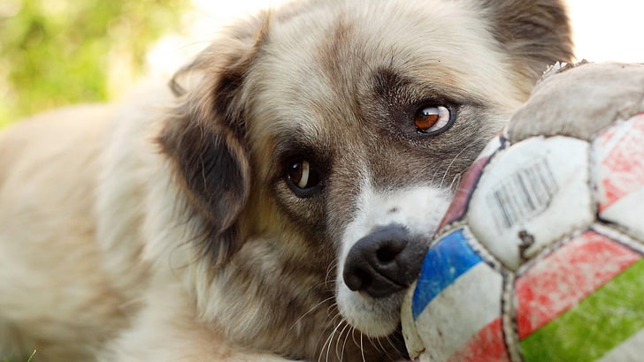 long-coated brown dog, muzzle, ball, glance, pets, soccer, animal