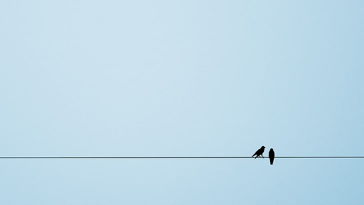 two black birds, animals, European magpie, crow, ropes, simple background, HD wallpaper