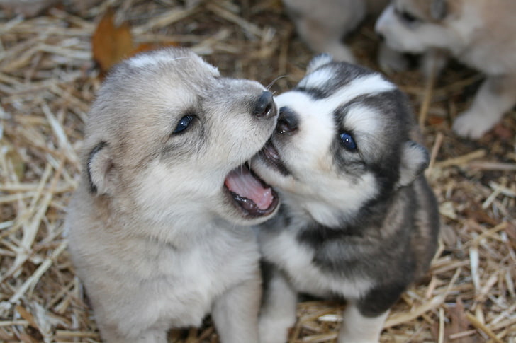 two short-coated gray and black puppies, Siberian Husky, dog
