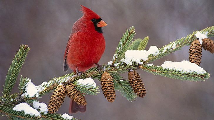 red bird, cardinal, color, branch, snow, nature, animal, wildlife, HD wallpaper