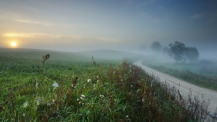 mist, nature, plant, beauty in nature, fog, tranquility, tranquil scene, HD wallpaper