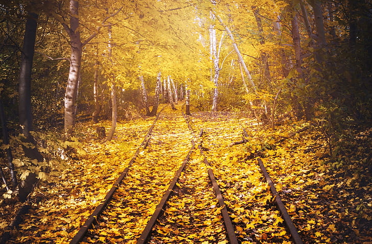 railroad track, nature, trees, landscape, leaves
