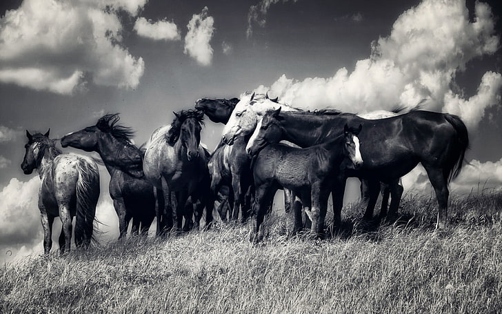 two black and white horses, animals, monochrome, domestic animals, HD wallpaper