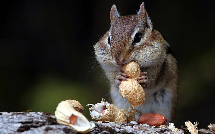Hungry Squirrel, peanuts, animals, HD wallpaper