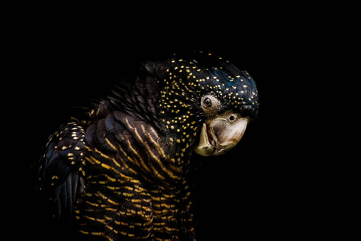 bird, parrot, black background, the dark background, Funeral cockatoo banks