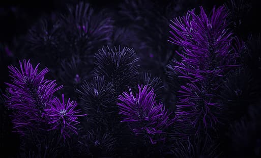 HD wallpaper: dark, purple background, Photoshop, matte paint, flowers |  Wallpaper Flare