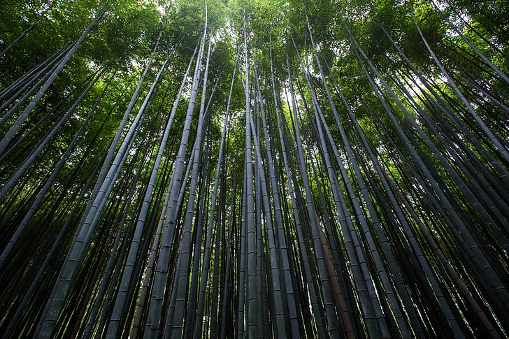 Forest, 8k, 5k, green, trees, 4k, bamboo, HD wallpaper