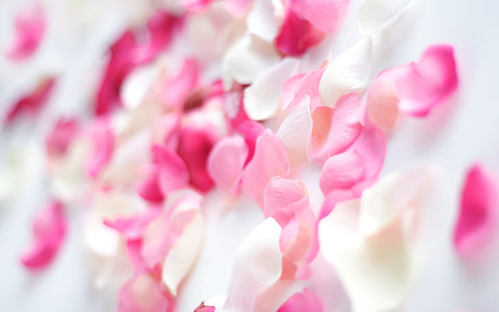 Pink Orchid Flowers, pink and white petals, HD wallpaper