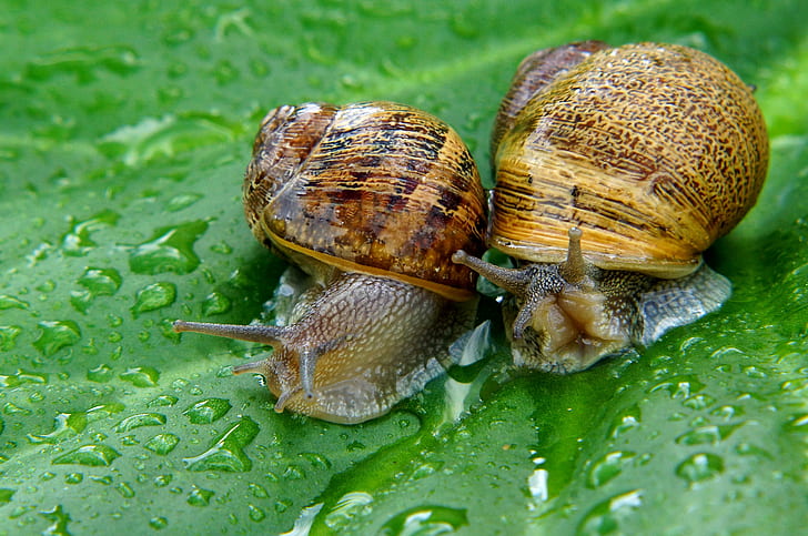 close up photo of two brown snails, Tamron, close-up, Sony SLT A77V, HD wallpaper