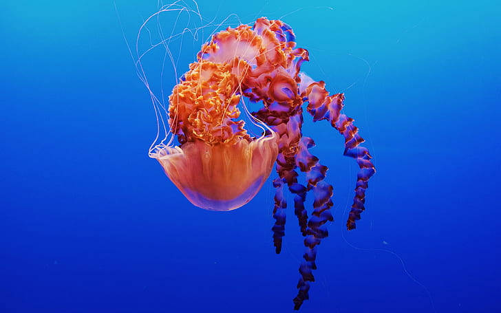 Jellyfish in Monterey Bay Aquarium 4K, HD wallpaper