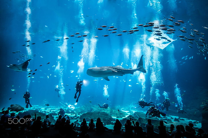 gray whale shark, aquarium, fish, animals, 500px, manta rays, HD wallpaper