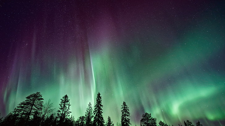 aurora borealis, night lights, atmosphere, sky, landscape, tree, HD wallpaper