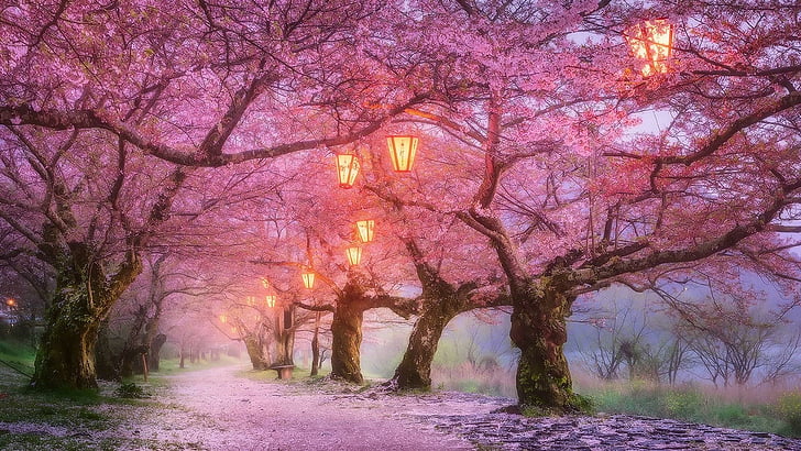 iwakuni, japan, cherry blossom, april, spring, nature, path