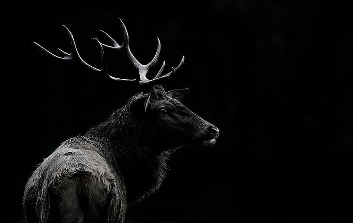 Deer 1080P, 2K, 4K, 5K HD wallpapers free download | Wallpaper Flare