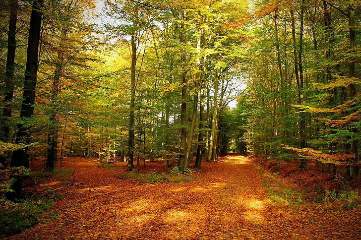 Autumn forest trees, trail, leaves, Nature, photo