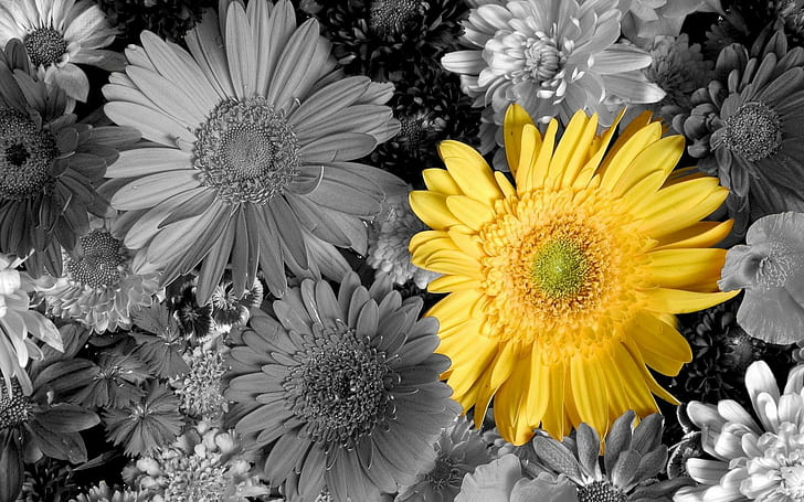 Gerby, yellow gerber, petals, daisys, flowers, 3d and abstract