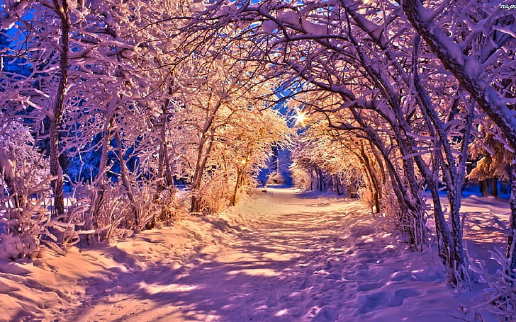 Winter, park at night, snow, trees, road, lights