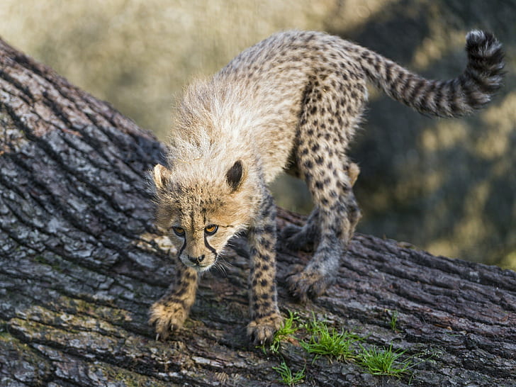Baby Cheetah, cheetah animal, predator, wild cat, kitty, cub, HD wallpaper