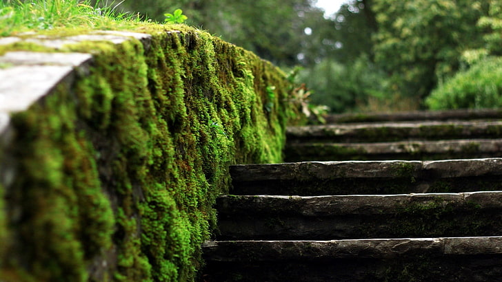 green moss, closeup photo of moss on side of concrete stairs, HD wallpaper
