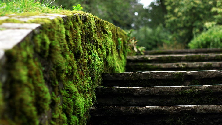 Moss, Ladders, Macro, Blurred, Depth Of Field, Nature, Vegetation, HD wallpaper