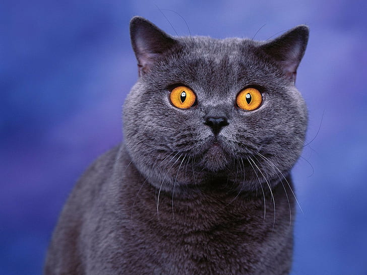 blue, British shorthair, cat, animals, HD wallpaper