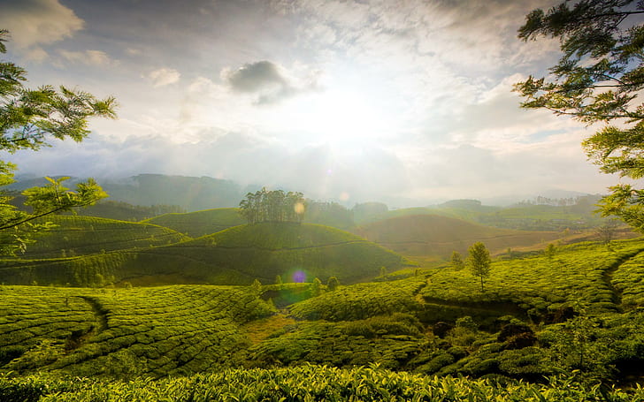 Munnar Hills Kerala India, HD wallpaper