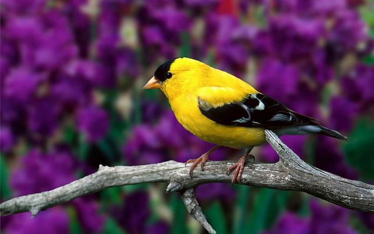 Cute Yellow Bird, nice, animals, HD wallpaper