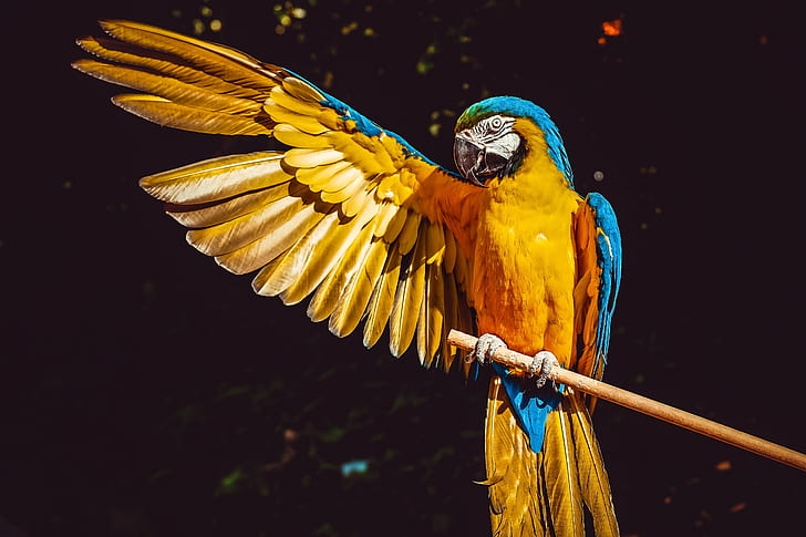 macaw, parrot, birds, hd, 4k, 5k, HD wallpaper